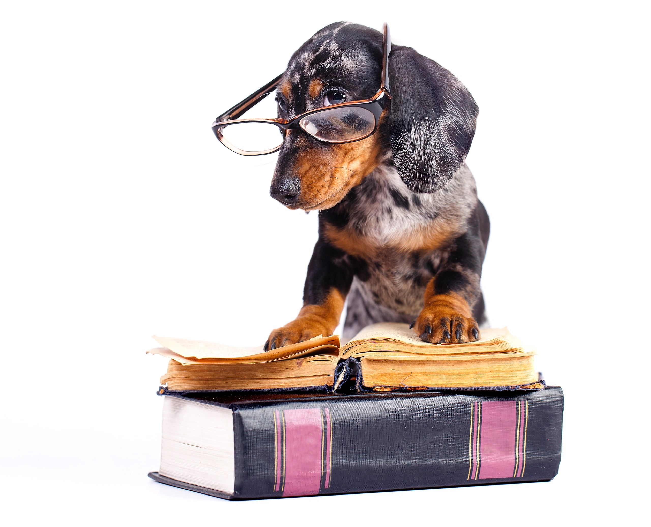 Dachshund puppy in glasses and book in white.