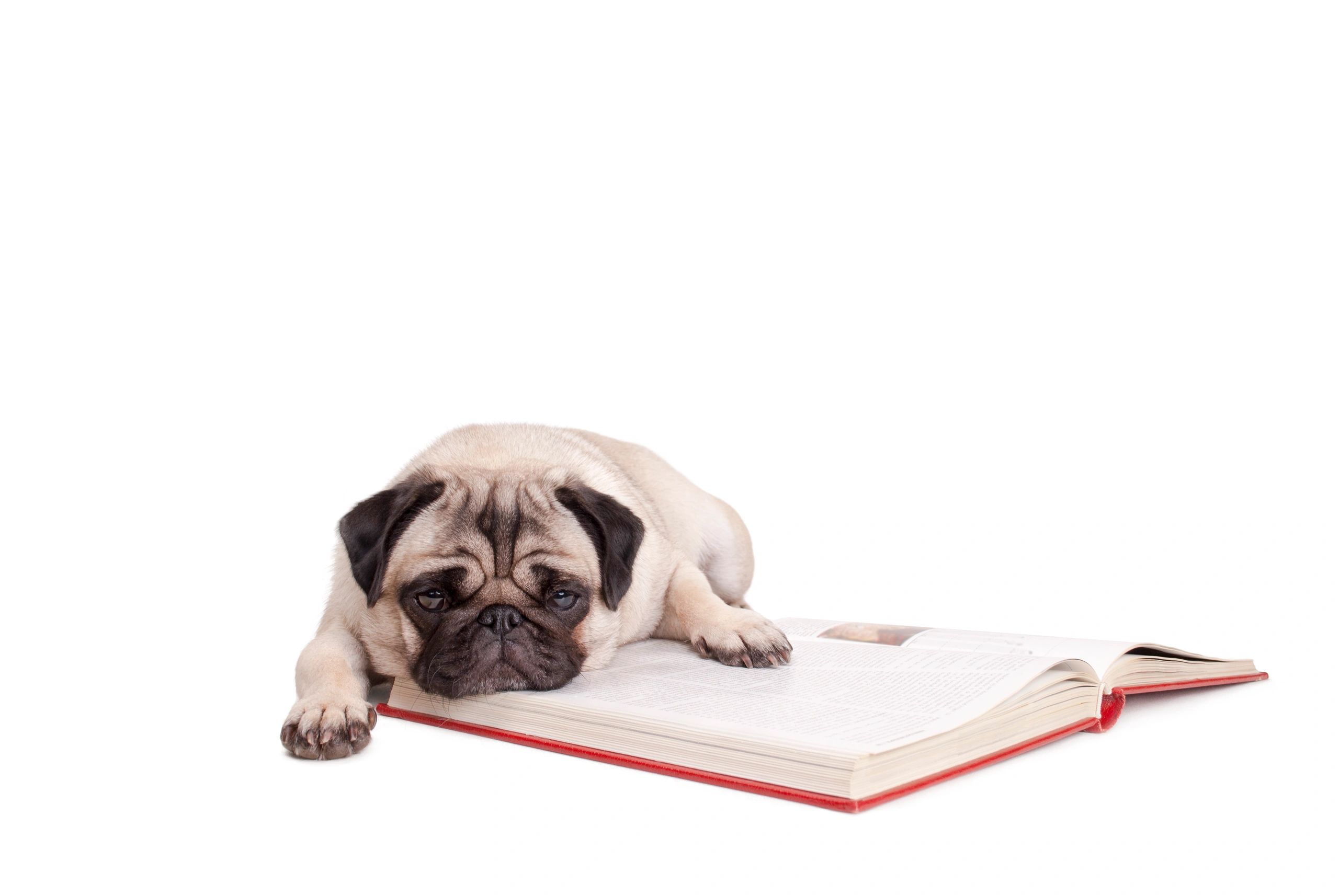 Cute little pug puppy dog is lying down.